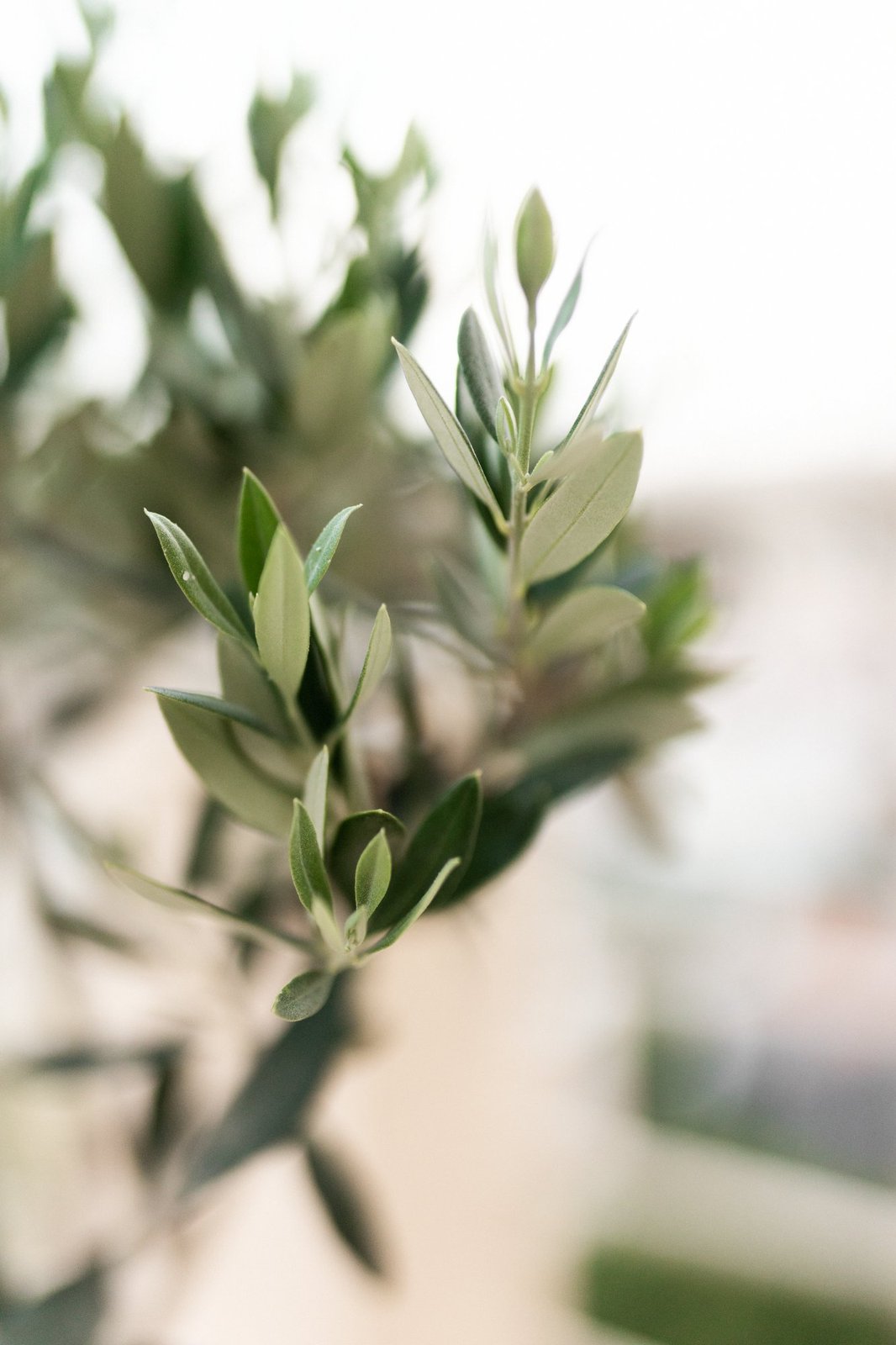 Bellevue Homes interior